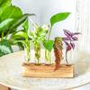 Transparent Glass Hydroponic Plants Container 3/4/5 Test Glass Tube Vases Test Tube Vases  Weddings