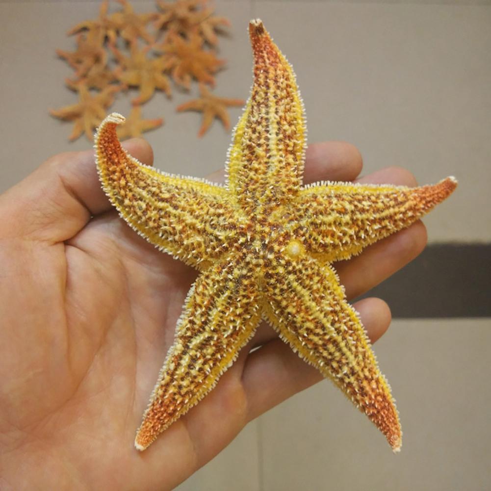 Yousheng 2Pcs Natural Dried Starfish Sea Star Beach Craft Wedding Party Home Decoration
