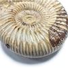 1pc Polished Raw Shell Specimen Madagascar Ammonite Rough Stones for Decor Shell Fossil