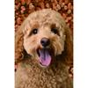 5d Painting Diy Dog Diamond Diamond Embroidery Full Square Rhinestone Pictures Cross Stitch Mosaic Craft Home Decor