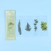 Note Marker Leaf Vein Specimen Bookmarks Bookmarks Card Nature Plants Bookmarks Translucent Flower