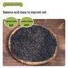 Carbonized Rice Husk Fertilizer: Orchid, Succulent, Vegetable Soil Amendment.