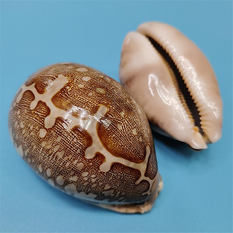 Редкий натуральный экземпляр раковины каури для аквариума или средиземноморского домашнего декора