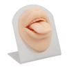 3D Модель языка и рта из мягкого силикона со стендом, многоразовая, для демонстрации ювелирных изделий, модель языка для практики пирсинга