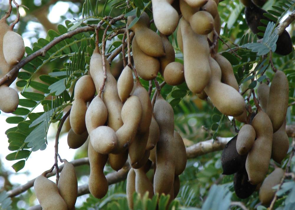 SAFLAX Подарочный набор - Тамаринд - 4 семени - С подарочной коробкой, карточкой, этикеткой и субстратом для горшков - Tamarindus indica