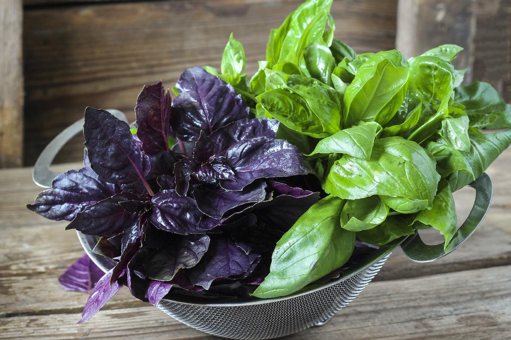 SAFLAX Garden in the Bag - Органический - Базилик красный - 400 семян - С субстратом в подходящем пакете - Ocimum basilicum