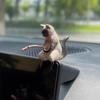 Восхитительная автомобильная скульптура «Коты-рыбаки» из устойчивой к солнцу смолы для украшения приборной панели автомобиля