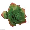 Artificial Plant - - Green Echeveria - 8.5 X 3.5 Cm - Plastic - Decorative