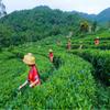 Natural Flower Tea Stevia Leaves Sweet Scented Low Sugar Bulk Premium