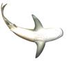 Collecta Tiger Shark, популярные игрушки в Корее