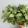 8 Heads Fake Plastic Plants Realistic Simulation Greenery Faux Plants  Birthday Decor