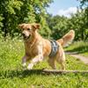 Breathable Male Dog Diaper Adjustable Dog Sanitary Panties Dog Physiological Pants  Anti Harassment
