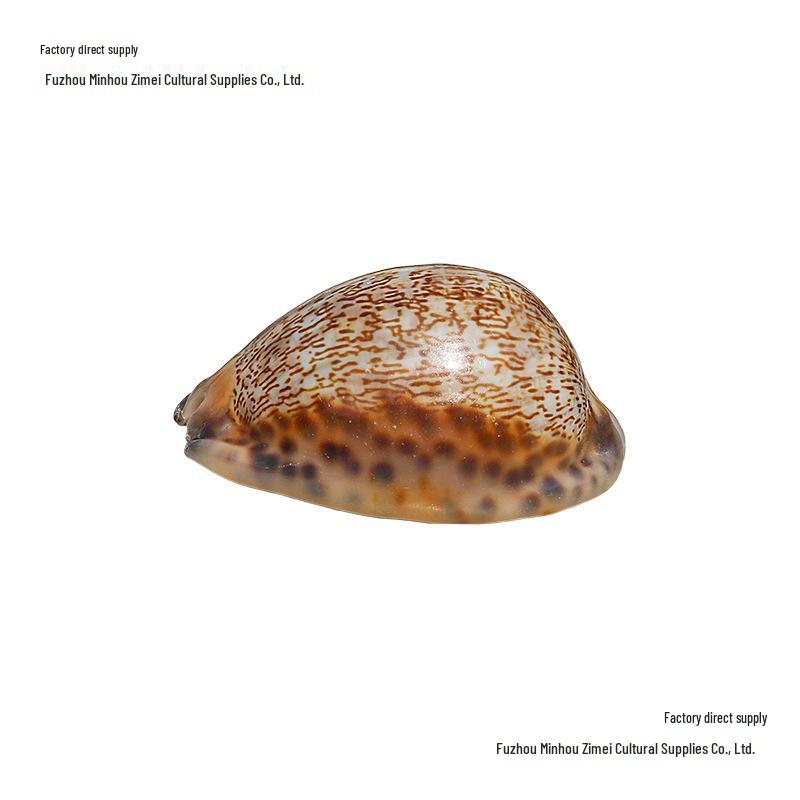 Редкая натуральная ракушка раковина каури улитка декор для аквариума