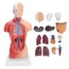 28cm Human Torso Model Detachable Internal Organs Teaching Anatomical Assembly Model