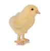 HANSA Animal Plush Toy Chick No.5378
