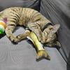 Кошачья мята Рыба Дразнящая кошку игрушка Скрежет зубами Котёнок Саморазвлечение Облегчение Кукла Кукла Щенок Игрушка для питомца