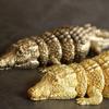 Metal Handicraft Artificial Animal Sculpture Brass Crocodile Golden Crocodile Articular Mobility Home Decoration Accessories