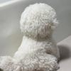 Cute Bichon Dog Plush Toys Simulation Curly Dog Kawaii Real Life Plush Stuffed Dolls Girl Kids Birthday Xmas Gift