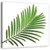 Печать на холсте Зеленая листва Природа