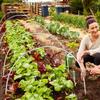 Greenhouse Support Set with Fiber Rods, Insect Net, and Bird & Animal Protection