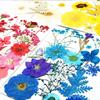 15pcs Dried Flower Natural Flower Stickers Dry Beauty Decal For DIY Plants Art Craft Floral Decors Making Accessories