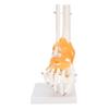 1:1 Human Foot Ankle Bone Skeleton Structure Model Foot Joint Model with Ligaments