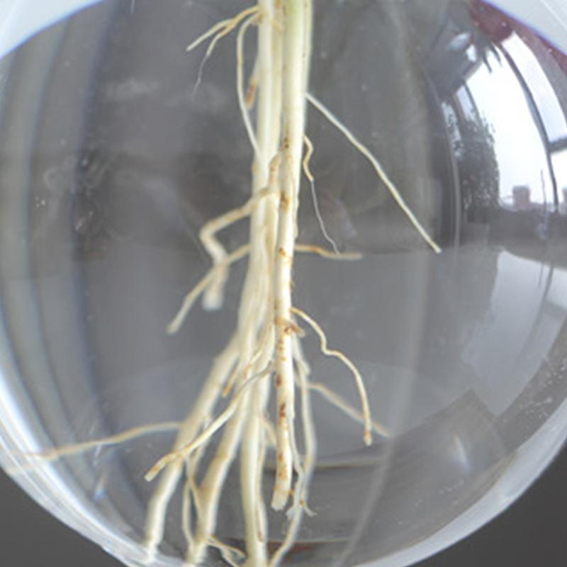 Creative Wooden Frame Hydroponic Vase Green Plant Transparent Glass Flower Arrangement Container Desktop Decoration Home Decoration