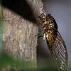 Hollowed-out Zinc Zinc Alloy Animal Statue Mini Vintage Insect Sculpture Cicada Figurine  Home Office Decor