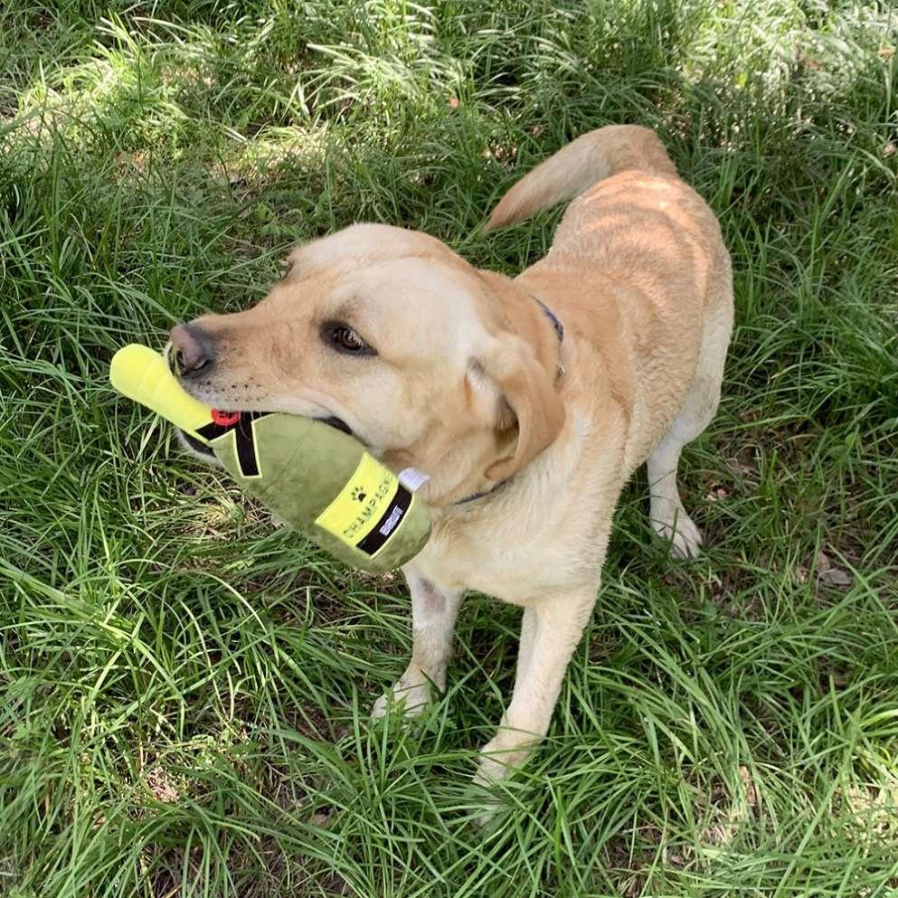 Durable Eco-Friendly Funny Pet Plush Wine Bottle Dog Chew Toy Squeaky Teeth Cleaning Bite Resistant