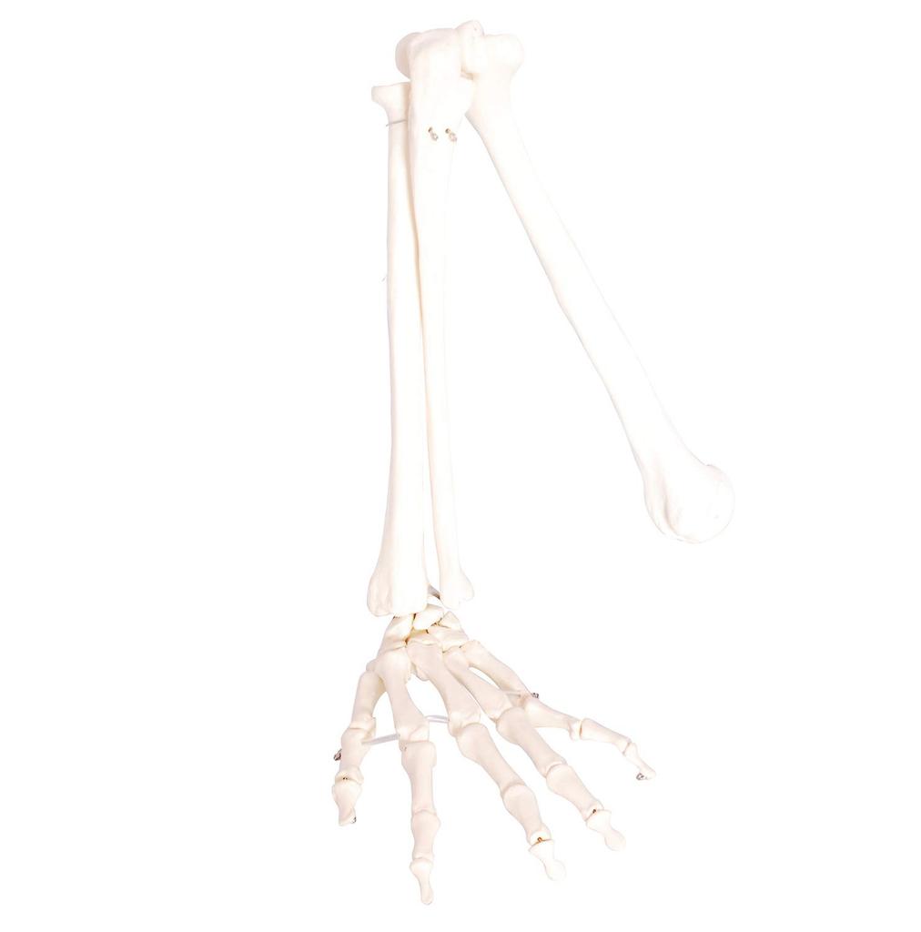 Monolife Human Anatomy Model, Upper Limb Bones, Humerus, Forearm, Wrist, Hand Bones, Life-Size, 73cm, Wired Model, Left Hand