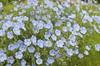 500 Flax Seeds - Flower Garden Plants - Reproducible Peasant Seeds - Semiwild