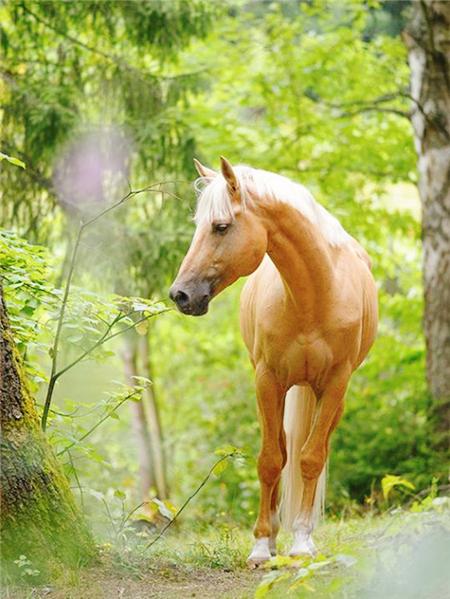 Алмазная картина лошадь картина из стразов полная квадратная алмазная вышивка животное вышивка крестом мозаичный декор для дома