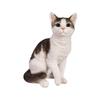 Woovia Wrapped Sitting Sabatara White Cat 25 X 17 X Cm Doll Figure Ornament Animal Garden Decoration Cat (Large) 30.5 H12321-22