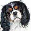 5d Sale Embroidery Diamond Diy Diamond Painting Dog Animal Rhinestone Picture