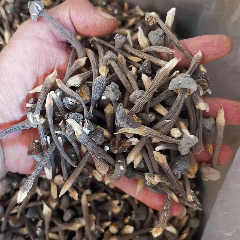 Yunnan Specialty Black Chicken Mushroom - Dried & Artificially Cultivated