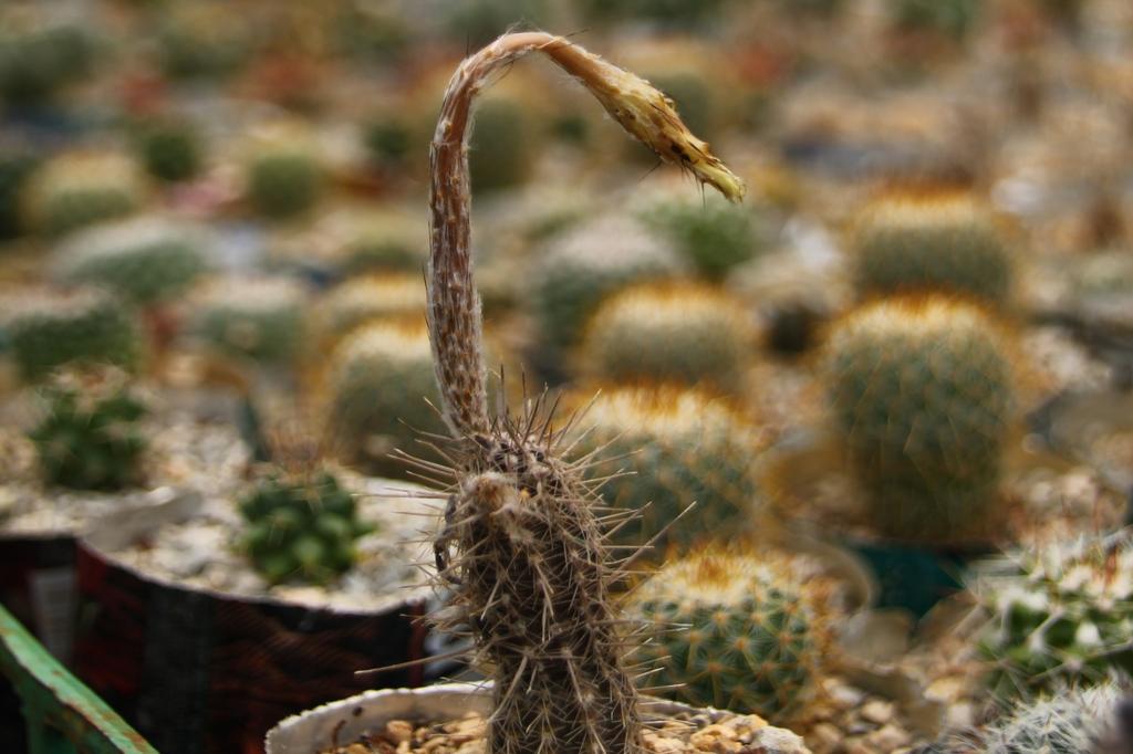 SAFLAX Garden in the Bag - Flower of Adoration - 40 семян - С субстратом в подходящем пакете - Echinopsis mirabilis