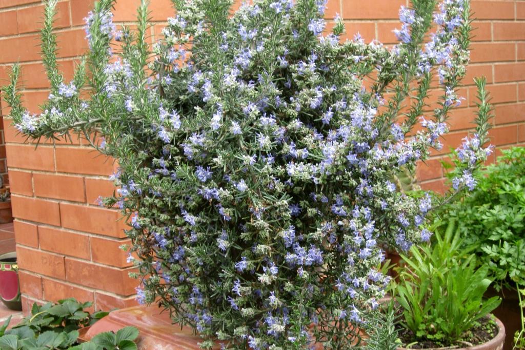 SAFLAX Garden in the Bag - Розмарин - 100 семян - С субстратом в подходящем пакете-стойке - Rosmarinus officinalis