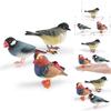 Animal Figure Desk Ornament With Static Design For Science Education And Bird Lovers