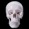 Skull Cap Human Head Model Removable Anatomical Head Skull Fine Arts Skull Model  School Supplies