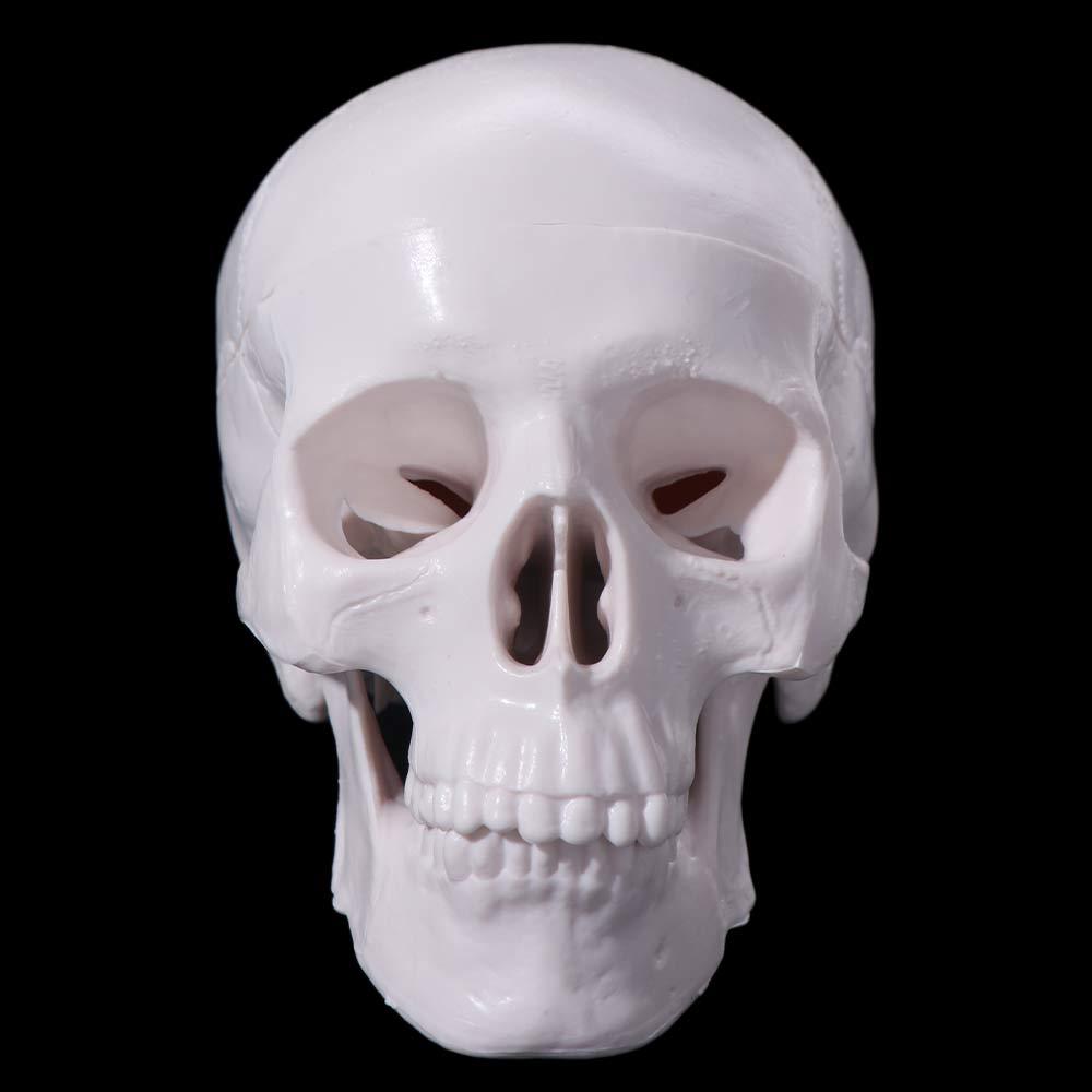 Skull Cap Human Head Model Removable Anatomical Head Skull Fine Arts Skull Model  School Supplies