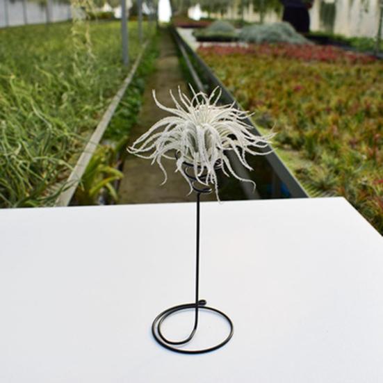 Flower Stand Spiral Design Iron Art Air Pineapple Rack Green Plant Display Holder