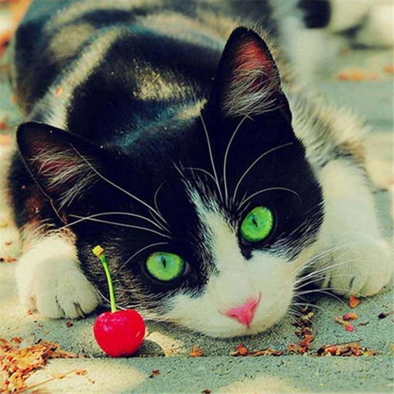 Полная дрель круглая/квадратная алмазная живопись кошка 5D DIY Алмазная вышивка животное мозаика вышивка крестиком настенное искусство подарок ручной работы