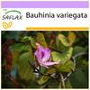 Дерево верблюжьей лапки - 8 семян - Bauhinia variegata