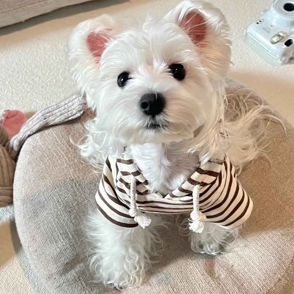 Spring and Autumn Pet Puppy Dog Clothes Hooded Sweater Striped Color Maltese Bi Bear Teddy Cat Cute Wind