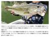 IMAKATSU Rainbow Blade White Shad S 3/8 унции #MS-235