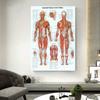 Retro Organ Systems In The Human Canvas Painting Posters Skeleton Anatomy Kraft Paper Prints Vintage Home Room Art Wall Decor Paintings