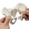 1Pc Pelvic Model Medicine Mini Female Pelvis Model Female Reproductive System Human Pelvic Model Medical Teaching Model