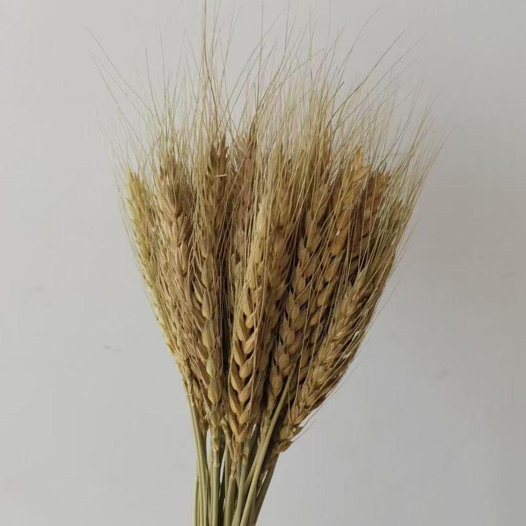 Preserved Rabbit Tail Grass Bouquet - DIY Dried Flower Decoration with Pampas Grass