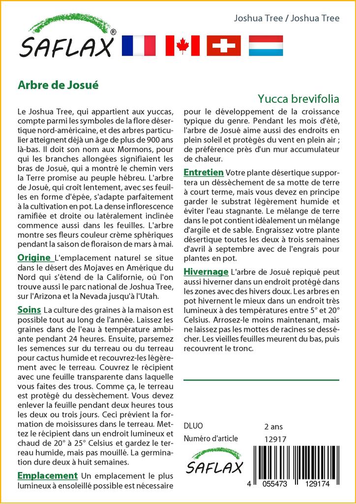 SAFLAX Дерево Джошуа - 10 семян - Юкка коротколистная