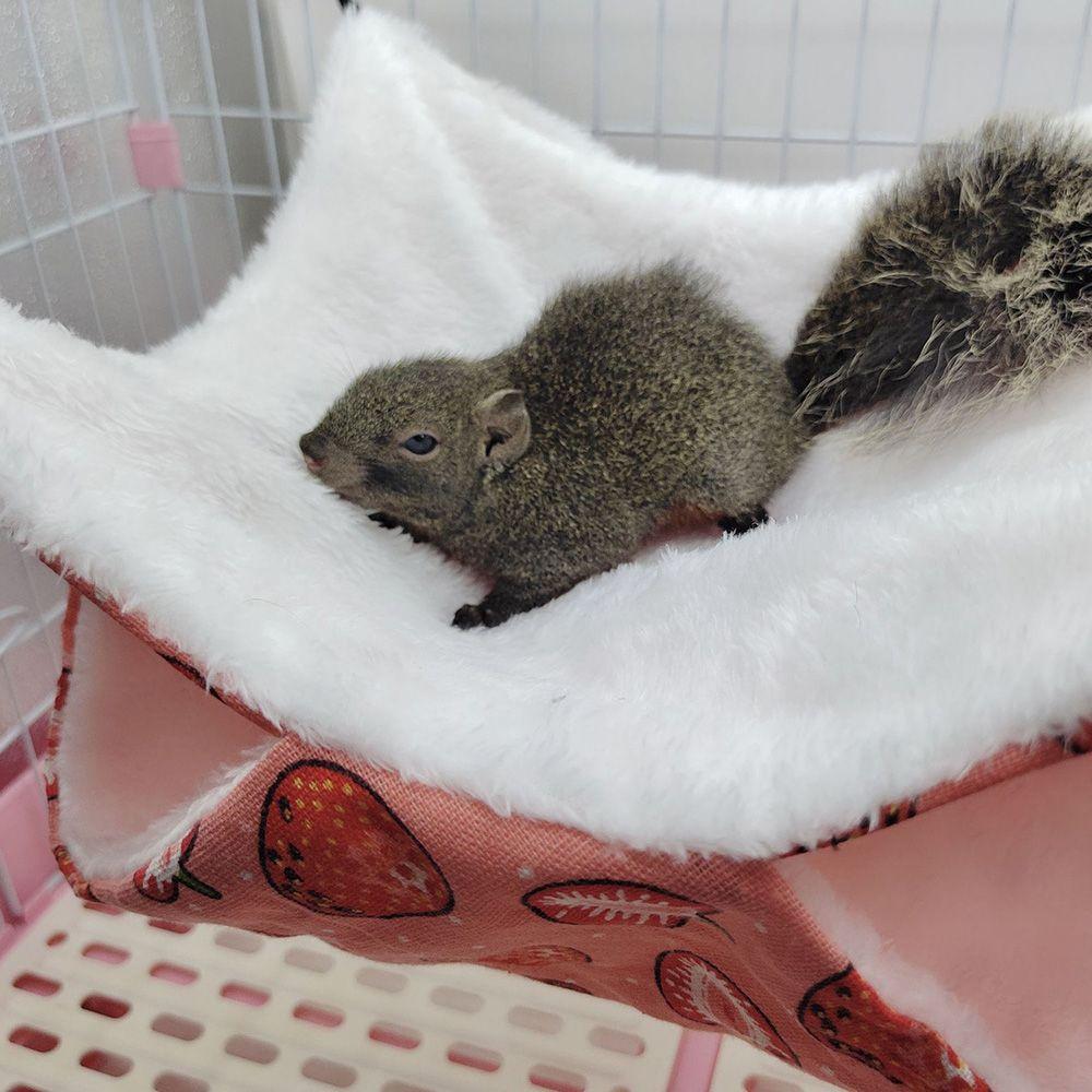 Fashion Plush Double Layer Squirrel Beds Hamster Cage Pet Sleeping Bag Pet Hammock